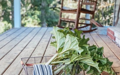 Growing rhubarb | how to grow rhubarb | how to harvest rhubarb | planting rhubarb | rhubarb recipes